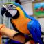 Сине желтый ара (ara ararauna) - ручные птенцы из питомника